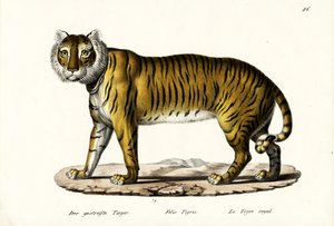 Koninklijke tijger, 1824